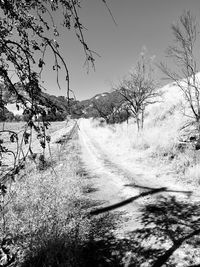 Scenic view of road amidst trees against sky