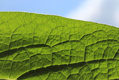 Low angle view of green leaves