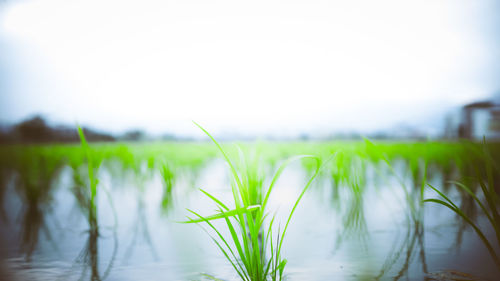 Close-up of plants growing on land against sky