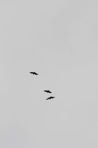 Low angle view of birds flying in the sky