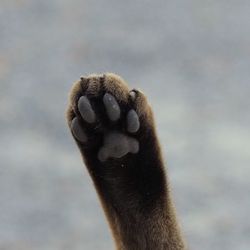 Close-up of a monkey