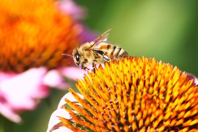 Close-up of bee on flower