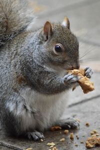 Close-up of squirrel