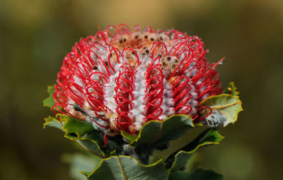 Close-up of red rose flower bud