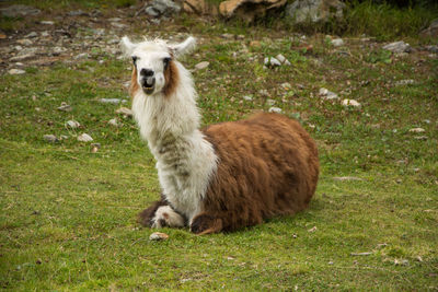 Portrait of sheep on field