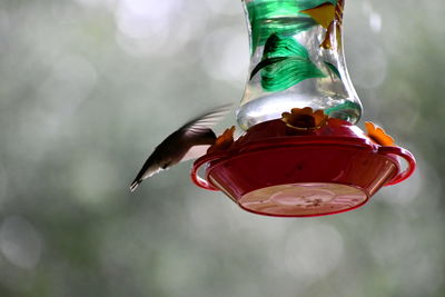 Low angle view of bird feeder