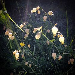 Close-up of flowers growing in field