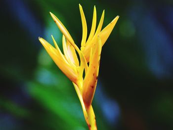 Close-up of yellow flowering plant