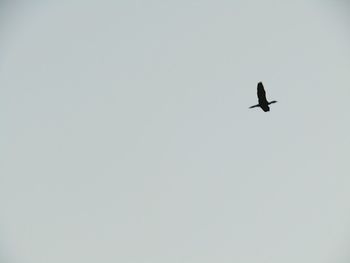 Low angle view of silhouette bird flying against clear sky