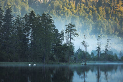 Scenic view of lake in forest