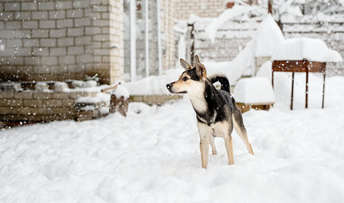 Winter leisure. portrait of a beautiful mixed breed dog playing in the snow