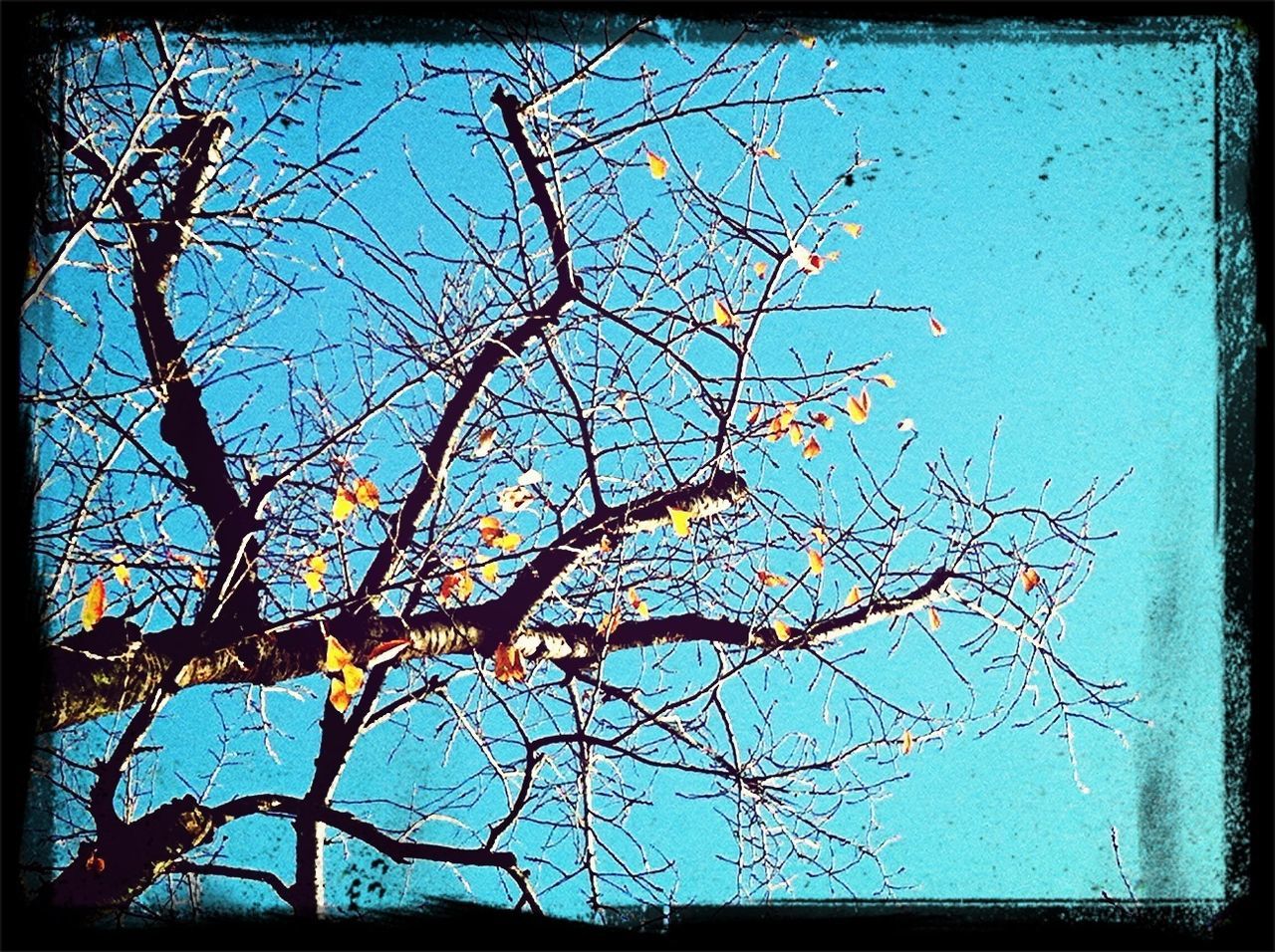 transfer print, branch, tree, bare tree, auto post production filter, low angle view, blue, sky, nature, growth, beauty in nature, clear sky, day, no people, silhouette, outdoors, tranquility, tree trunk, sunlight, high section