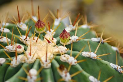 Close-up of plant against blurred background