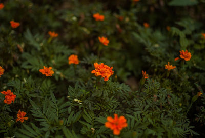 High angle view of marigold flowers growing on plants