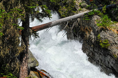 Scenic view of waterfall in forest