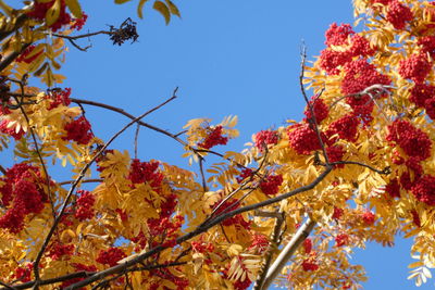 Low angle view of flowering tree against clear sky