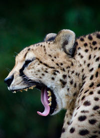 animal