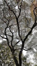 Low angle view of silhouette tree against sky