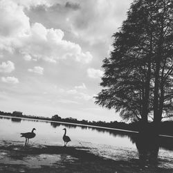 Swan on lake against sky