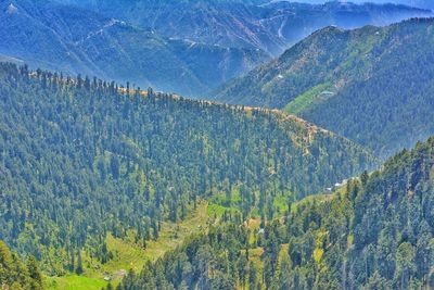 High angle view of pine trees on mountain