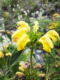 Close-up of yellow flowering plant