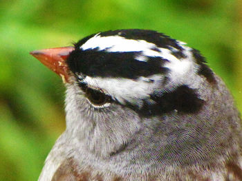 Close-up of animal eye