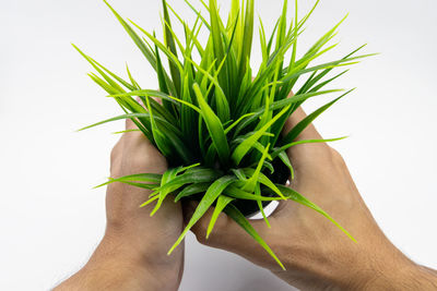 Midsection of man holding plant against white background