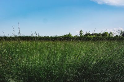 Crops growing on field against sky