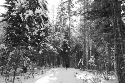 Low angle view of trees against sky during winter