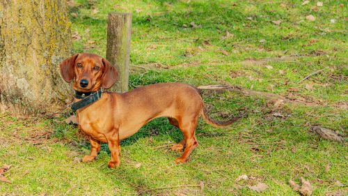 Dog standing in field