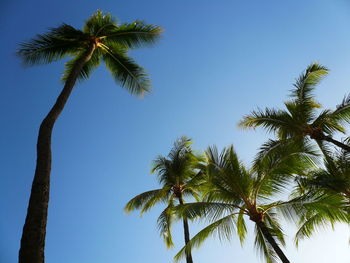 Low angle view of palm trees against clear blue sky