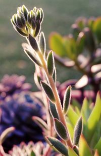 Close-up of plant