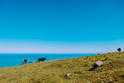 Cows standing on grass field with sea and blue sky horizon