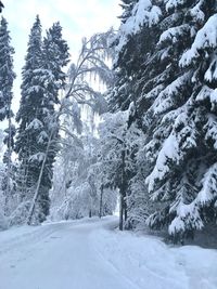 Snow covered land and trees in forest