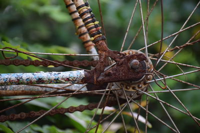 Close-up of lizard on rusty metal