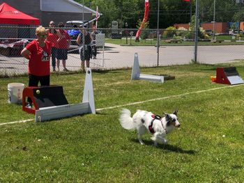 Dog playing on field