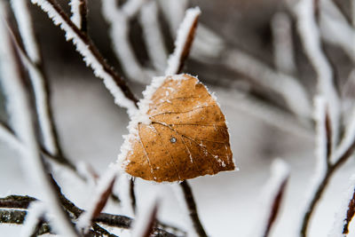 Close-up of leaf