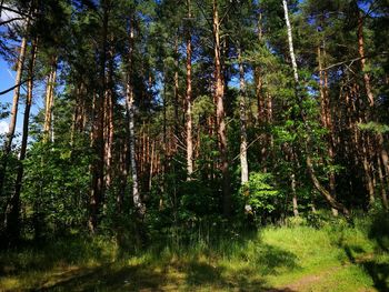 Trees in forest