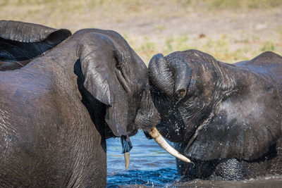 Close-up of african elephants bathing in river