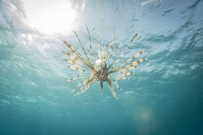 Close-up of jellyfish swimming in sea