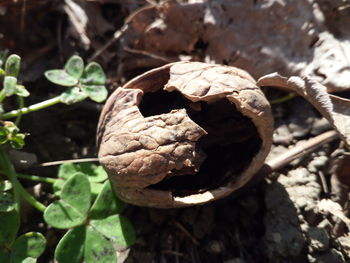 Close-up of dried plant on field