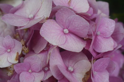 Close-up of pink hydrangea flowers