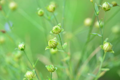 Close-up of flowering plant on field