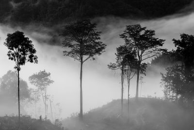 Trees in forest against sky