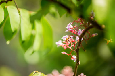 Close-up of butterfly on plant