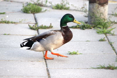 Side view of a duck