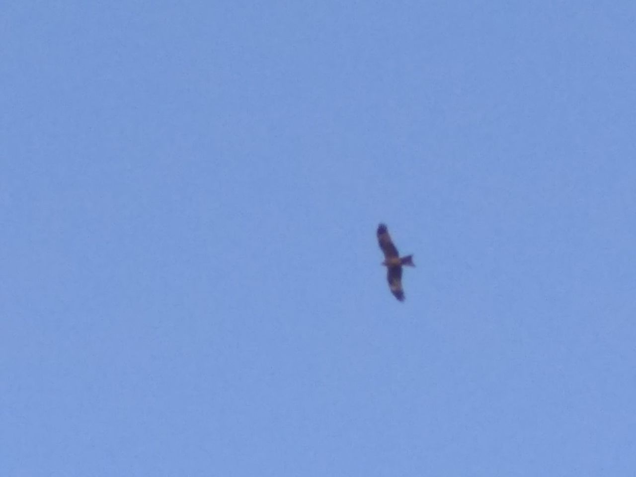 LOW ANGLE VIEW OF AIRPLANE FLYING IN SKY