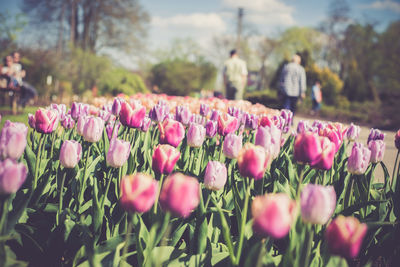 Pink tulips blooming in park