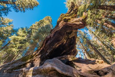 Low angle view of trees in forest