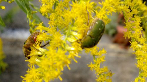 Close-up of yellow flowers